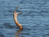 frieda 106  African Darter with catch - Slanghalsvoel gooi vissie in lug : frieda
